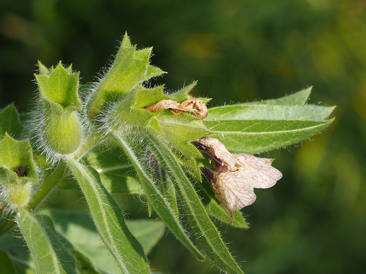 plant-Blín černý
